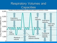 The Respiratory System. Introduction  Functions Obtain oxygen Obtain oxygen Remove carbon dioxide Remove carbon dioxide Trap... 