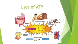 OBJECTIVES Know: the structure of ATP Understand: how ATP can provide energy Be able to: briefly describe glycolysis, TCA and the... 