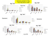 Element content of Fusarium-infected wheat genotypes Szeged – Timişoara axis for the safe food and feed SZETISA1 HURO/0901/147... 