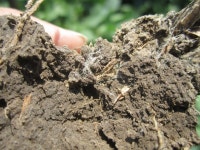 Soil Fertility Impacting Soil Health  Ray Ward Ward Laboratories Inc. Kearney, NE  “Guiding Producers. -  ppt download