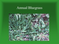 Common Landscape Weeds Agriculture Career Development: Plant Science & Agronomy Unit 6 – Nursery & Landscape. -  ppt download