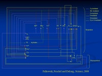 The Evolution of Earth’s Core Metabolism (Frozen Metabolic Accidents) Paul G. Falkowski Institute of Marine and Coastal Science... 