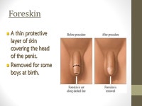 The Male Reproductive System. Learning Goals Outline the male reproductive system and explain each part and its’ function.... 