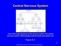 Copyright © 2012 by Saunders, an imprint of Elsevier Inc. All rights reserved. Chapter 8: Nervous System: Lecture Program 8.1... 