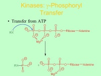 Lecture 25 Chemical Sense in Metabolism. Making and Breaking C–C Bonds Homolytic reactions Heterolytic reactions. -  ppt download