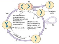 Regulation of the eukaryotic cell cycle. Chapter 25 (3rth edition) Chapter 13 (4rth edition) -  ppt download