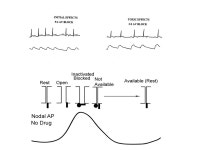 Regulation of Ion Channels by Drugs and Hormones Roles of local signaling complexes Lessons from Investigation of Human Disease... 