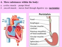 Ch. 6 The Muscular System. You are selected for an internship at the National Space Biomedical Research Institute in Houston... 