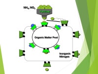 NITROGEN SOIL 5813 Soil-Plant Nutrient Cycling and Environmental Quality Department of Plant and Soil Sciences Oklahoma State... 