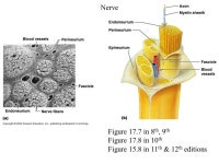 BIO130 Lab 10 Nervous System Exercises 17, 21 and 22 in 8 th, 9 th, and 10 th Editions Exercises 15, 19, 20, and 21 in 11 th & 12... 