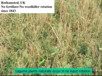 The Rotational Benefits of Forages: Organic Farming Forages are an integral part of an organic system due to soil building and... 