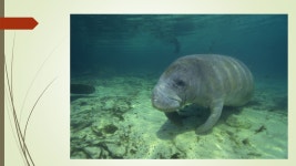 Natural Ecosystems and Native Species. Natural Ecosystems and Communities  Multiple populations  Interaction between populations... 