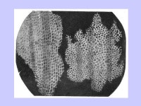 Notes on Cells. The Origins of Cell Study Individual cells are so small; they are seen in detail only with a microscope. -  ppt... 