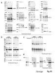 S1 a actin mkk7 +/++/--/- c b wild type allele mkk7 +/++/--/- neo allele Kbp Neo HincII Probe Wild type allele Targeting vector... 