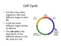 Mitosis. Cell Cycle Just like many other organisms cells have different stages in their life A cell has many different stages... 
