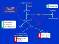 Antihypertensive agents. Introduction Hypertension is the most common CV disease Definition: either a sustained SBP of greater... 