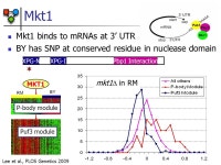 Understanding Gene Regulation: From Networks to Mechanisms Daphne Koller Stanford University. -  ppt download