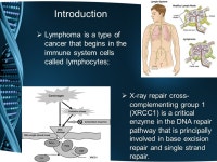 XRCC1Arg194Trp gene polymorphism and risk of lymphoma in a Romanian population First author: Anda Ştefan Co-authors: Cristina... 