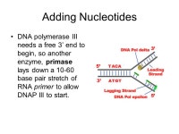 DNA Replication during cell division in eukaryotic cells, the replicated genetic material is divided equally between two daughter... 