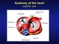 Anatomy of the heart Dr. SIA KOON KET Head of Medical Department Tuanku Fawziah Hospital. -  ppt download