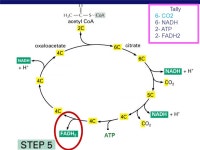 AP Biology  convert glucose (6C) to 2 pyruvate (3C)  produces: 4 ATP & 2 NADH  consumes: 2 ATP  net: 2 ATP & 2 NADH glucose C-C-C... 