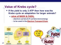 AP Biology  convert glucose (6C) to 2 pyruvate (3C)  produces: 4 ATP & 2 NADH  consumes: 2 ATP  net: 2 ATP & 2 NADH glucose C-C-C... 