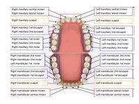 Digestive System. Ailmentary Canal Hollow tube extending from the mouth to the anus Considered external because the mouth and... 