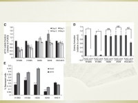 YEATS4 Is a Novel Oncogene Amplified in Non– Small Cell Lung Cancer That Regulates the p53 Pathway Speaker:Dai-Wei Hsuan... 