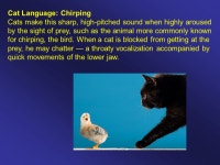 Companion Animals. A fad in China is to dye pets to resemble other animals. -  ppt download