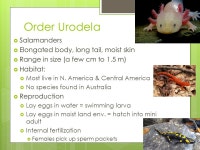 Chapter 42 Amphibians Origin and Evolution  Amphibian comes from the Greek for “double” and “life”  Evolved from lobe... 