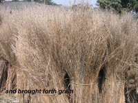 The Parable of the Sower. “Listen! A sower went out to sow Jesus began to teach them many things in parables, and in his... 