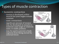EXSC 314Neuromuscular Fundamentals 2-1. Skeletal Muscles Responsible for movement of body and all of its joints Muscle... 