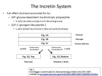 Mechanisms of Current Drug Therapies for Type 2 Diabetes Mellitus Peter M. Thulé, MD Assoc. Prof. Internal Medicine Emory... 