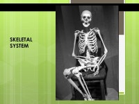 SKELETAL SYSTEM. ORGANIZATION 206 bones 2 Main Divisions – Axial & Appendicul ar. -  ppt download
