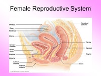 Unit Q: Reproductive System. Watch Youtube Video CrashCourse How Gonads go……. https://youtu.be/_7rsH2loIY8 https://youtu.be... 