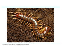 Copyright © 2005 Pearson Education, Inc. publishing as Benjamin Cummings Overview: Life Without a Backbone Invertebrates are... 