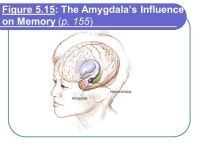 Chapter 5 Memory Slides prepared by: Melissa S. Terlecki, Cabrini College PSYCHOLOGY Schacter Gilbert Wegner. -  ppt download