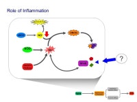 Aerobic Exercise, Other Healthy Lifestyle Factors and Vascular Aging Doug Seals Department of Integrative Physiology University... 