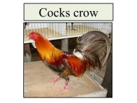 Welcome. Class: Three Subject: English Lesson : Cocks crow Lesson unit: 4 lines Identity Sabina yesmin Assistant teacher... 