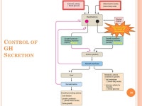 E NDOCRINE S YSTEM Dr. Othman Al-Shboul Department of Physiology & Biochemistry College of Medicine ppt download
