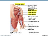 Copyright © 2010 Pearson Education, Inc. Skeletal Muscles: Functional Groups 1.Prime movers Provide the major force for... 