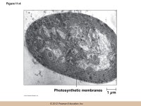 © 2012 Pearson Education, Inc. Lectures by Kathleen Fitzpatrick Simon Fraser University Phototrophic Energy Metabolism... 