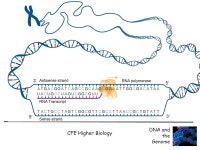 Unit 1: DNA and the Genome Structure and function of RNA. -  ppt download