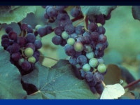 Small Fruit Culture. -  ppt download