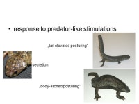 Fight for your life: antipredator mechanisms in amphibians Egon Heiss University of Vienna. -  ppt download
