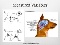 What is Spinal Cord Injury?What is Spinal Cord Injury?  Spinal cord: bundle of nerves which run through the spine  Damages... 