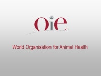 World Organisation for Animal Health. 2 «Prevention and control of avian influenza at the animal source » «Prevention and... 