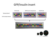 Genetic Jigsaw Class instructions. Start of lesson Divide the classes into 6 groups: – Origin of replication – Repressor gene... 