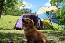 Ume Camping Village in Saiki | Best Rates & Deals on Orbitz