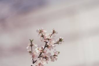 Cherry Blossom tree photo – Free Image on Unsplash Photo by Abbie Bernet on Unsplash